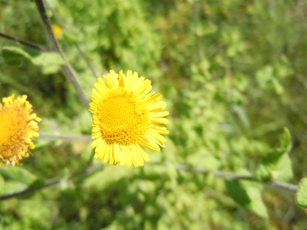 Pulicaria dysenterica